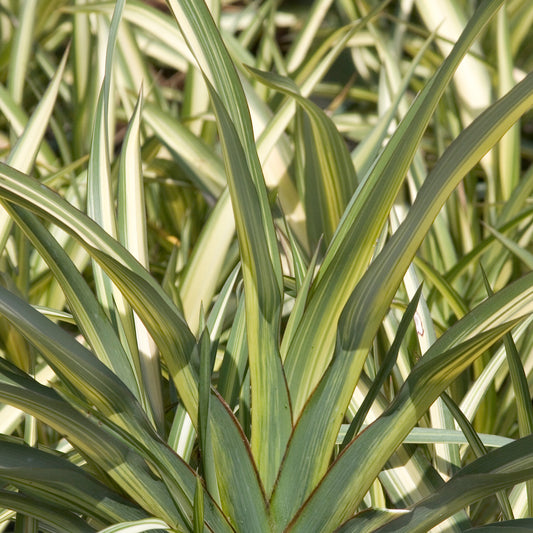 Phormium Cream Delight (9cm)