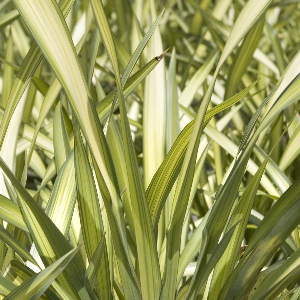 Phormium Cream Delight (9cm)