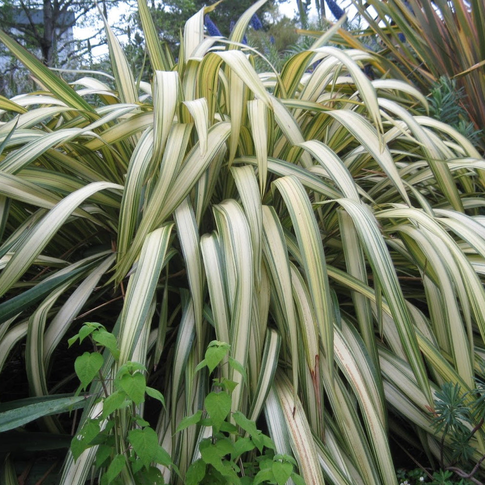 Phormium Cream Delight (9cm)