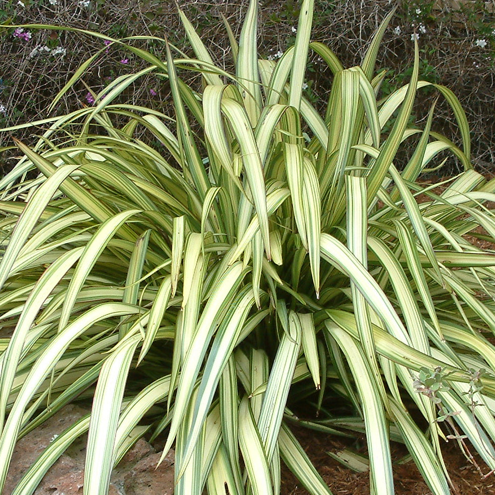 Phormium Cream Delight (9cm)