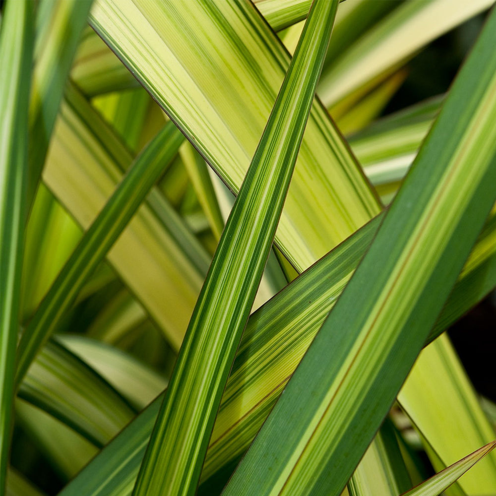 Phormium Cream Delight (9cm)