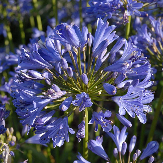 Agapanthus Seastorm (9cm)