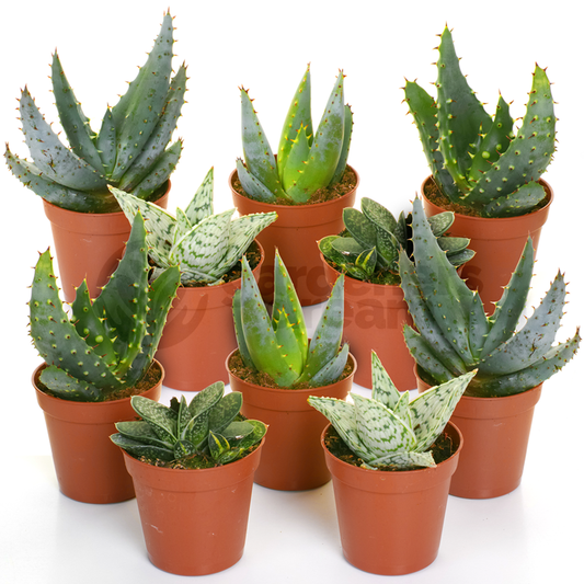 Aloe Mix (5.5cm, 10 plants)