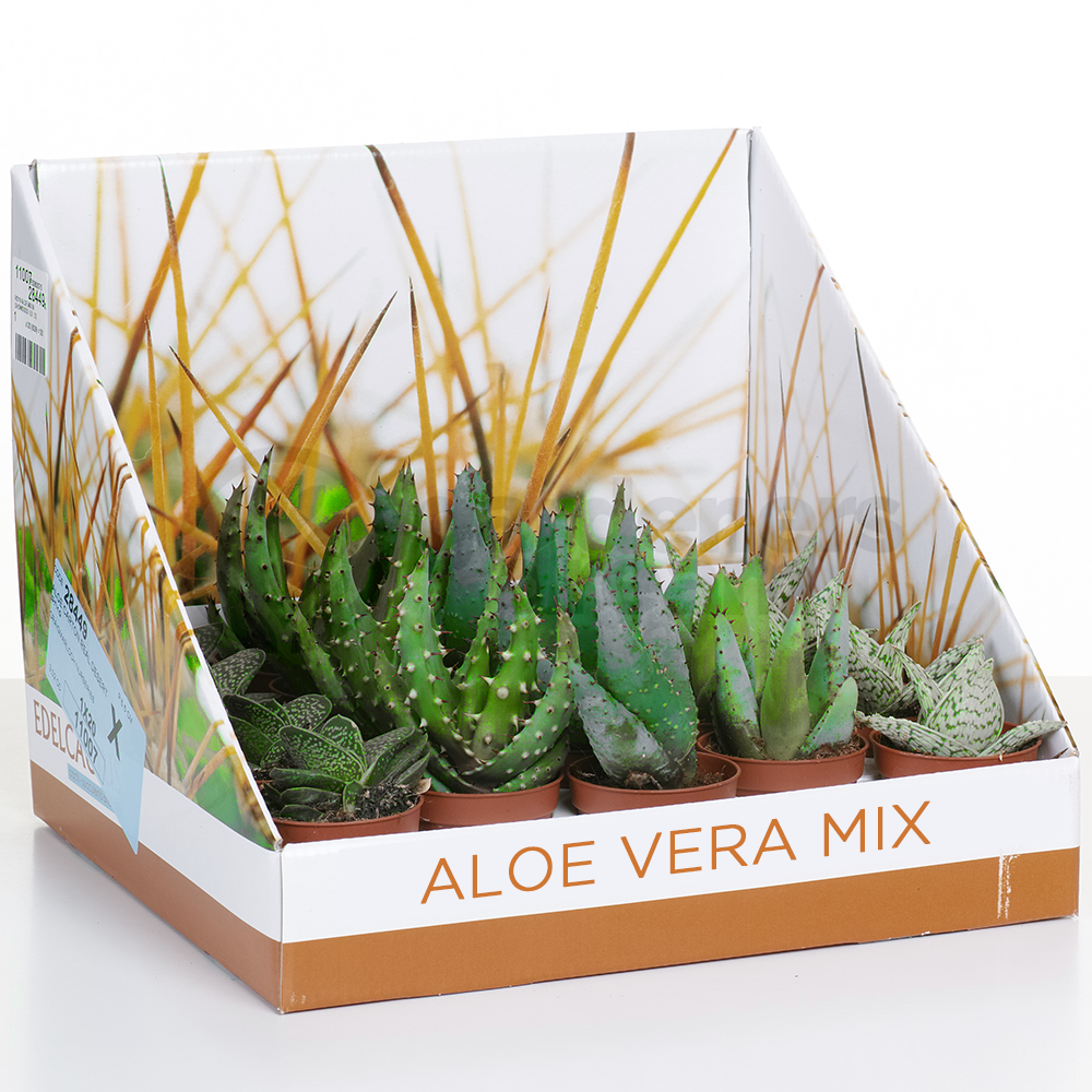 Aloe Mix (5.5cm, 10 plants)