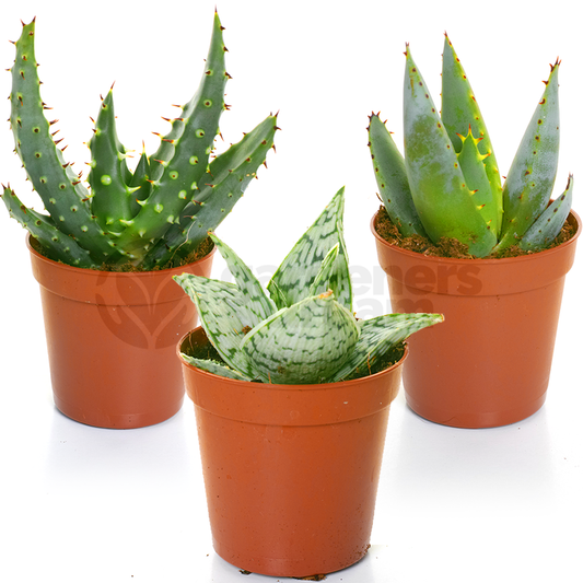 Aloe Mix (5.5cm, 3 plants)