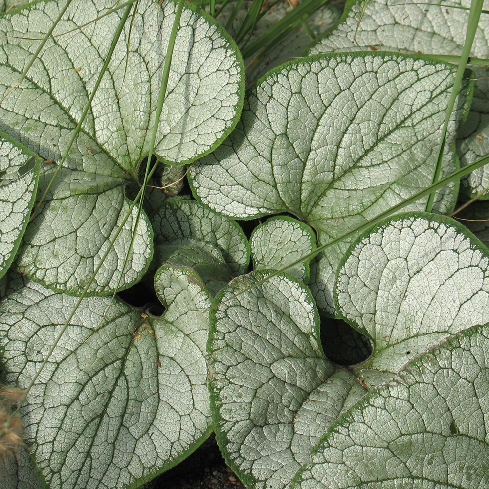 Brunnera Silver Heart (9cm)