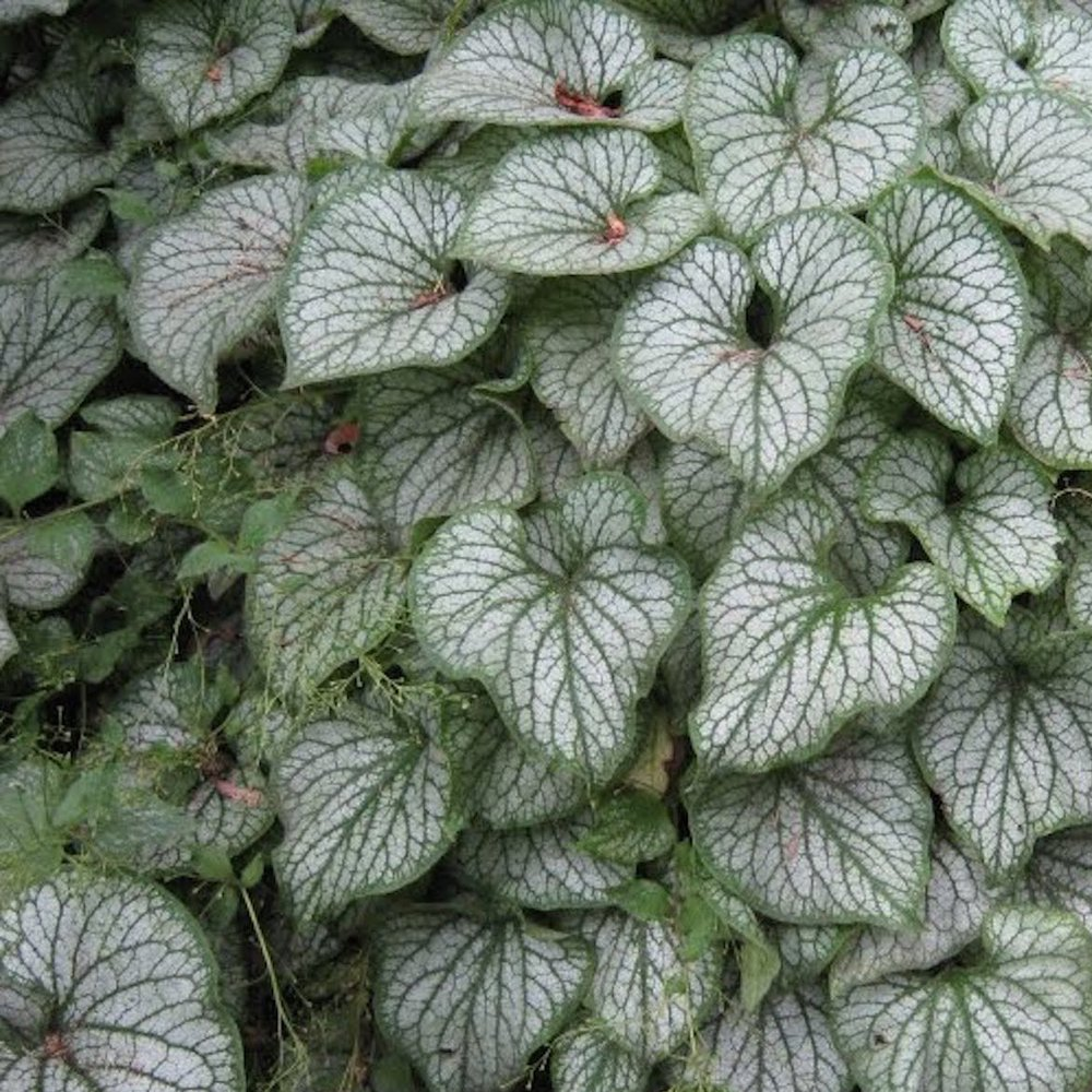 Brunnera Silver Heart (9cm)