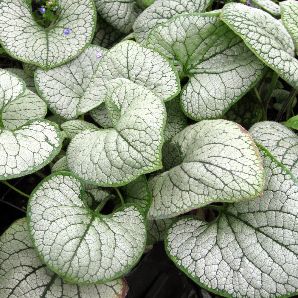 Brunnera Silver Heart (9cm)