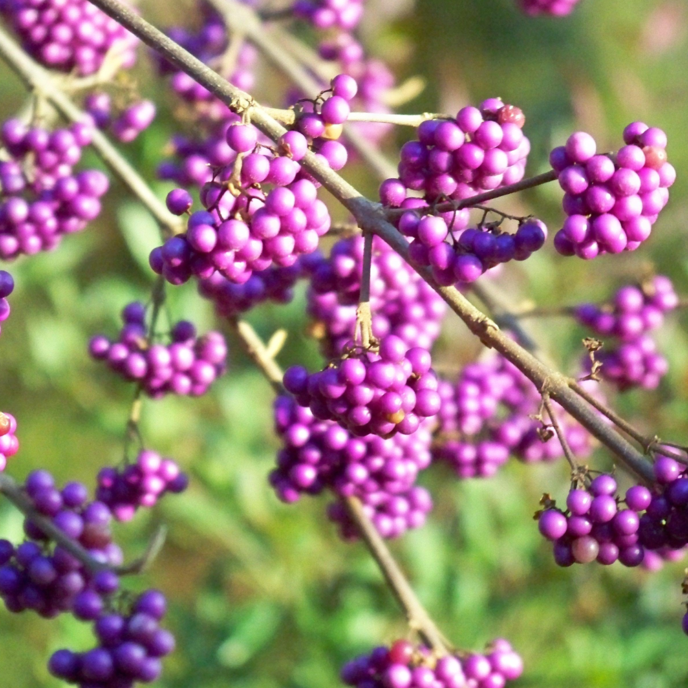 Callicarpa Profusion (9cm)