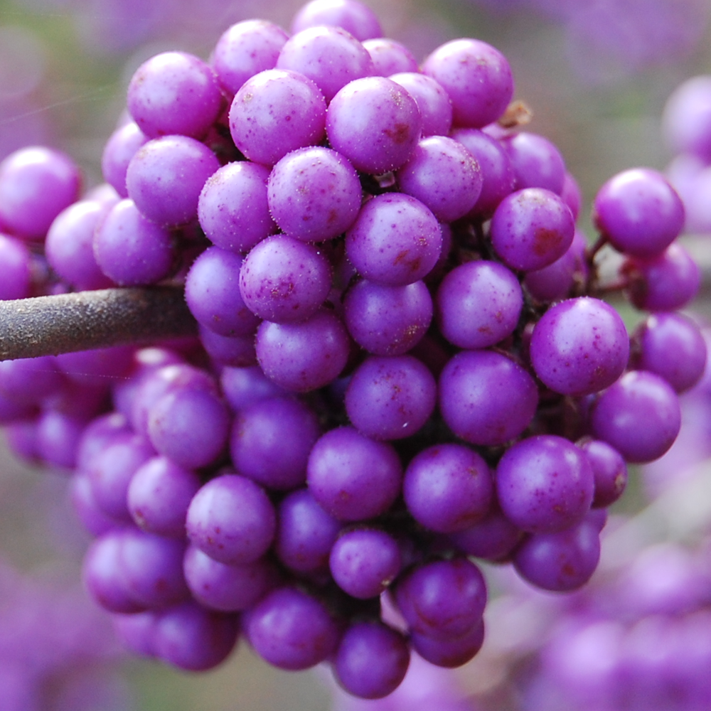 Callicarpa Profusion (9cm)