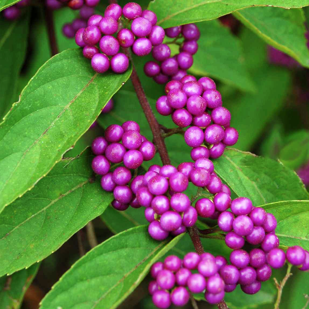 Callicarpa Profusion (9cm)