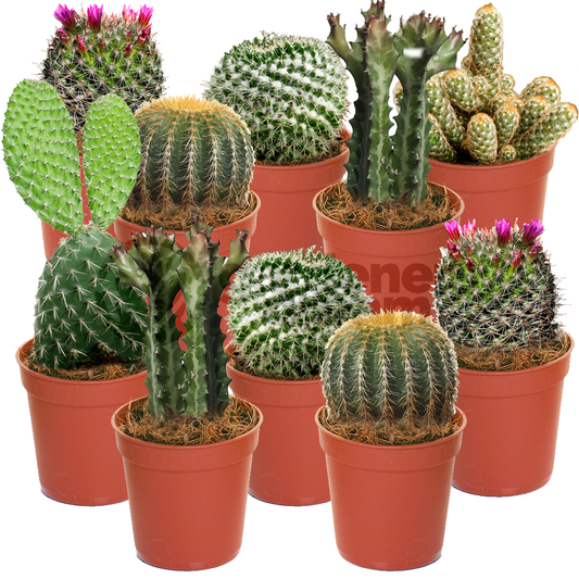 Cactus Mix (5.5cm, 10 plants)