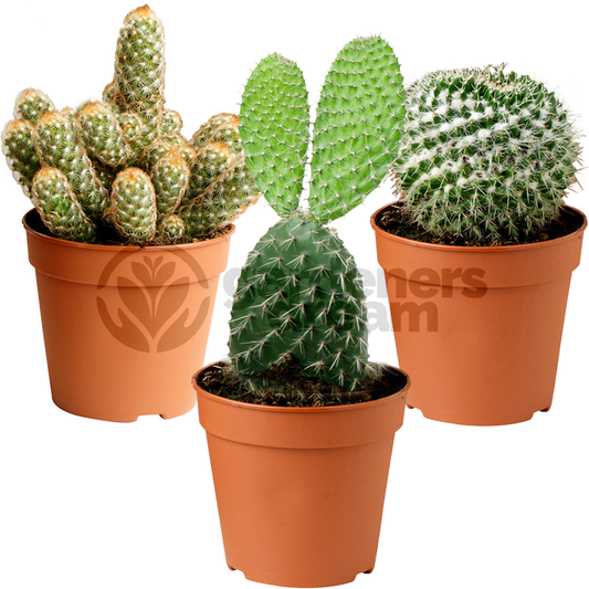 Cactus Mix (5.5cm, 3 plants)