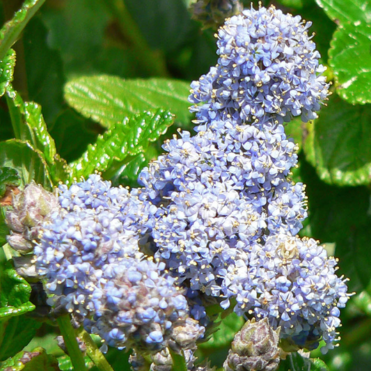 Ceanothus Yankee Point (9cm)