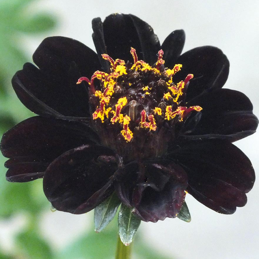 Cosmos Eclipse (9cm)