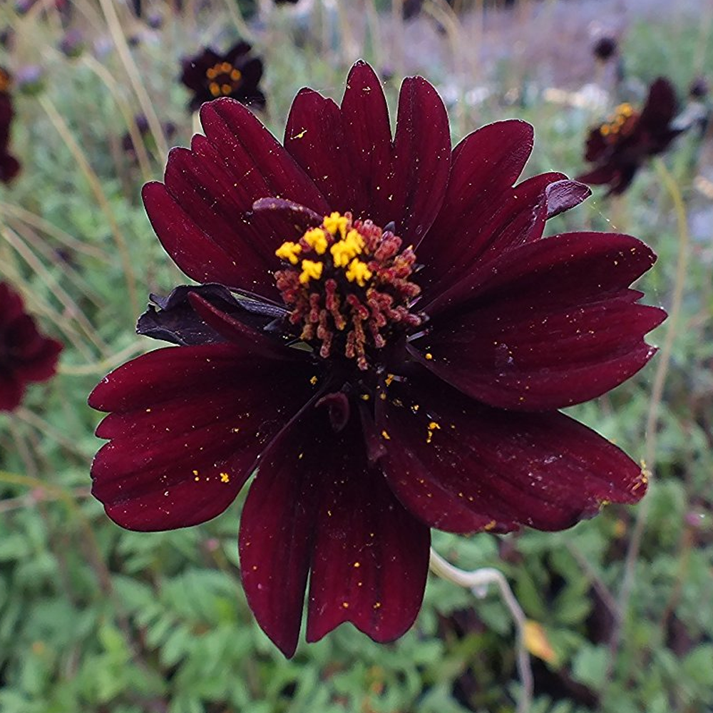 Cosmos Eclipse (9cm)