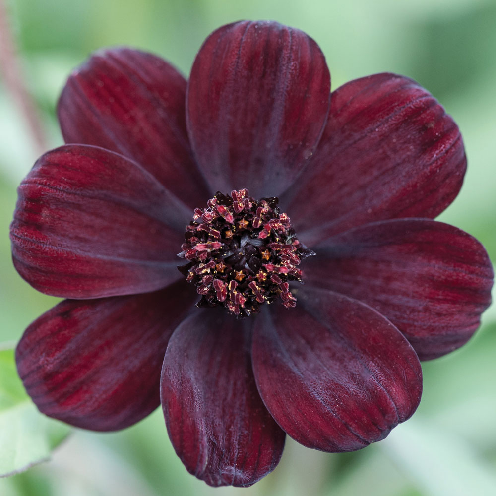 Cosmos Eclipse (9cm)