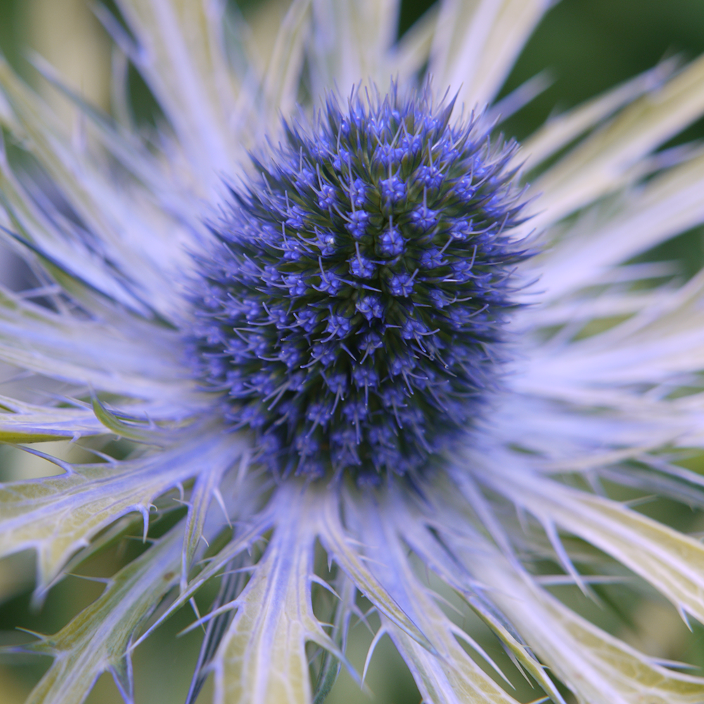 Eryngium Neptune's Gold (9cm)