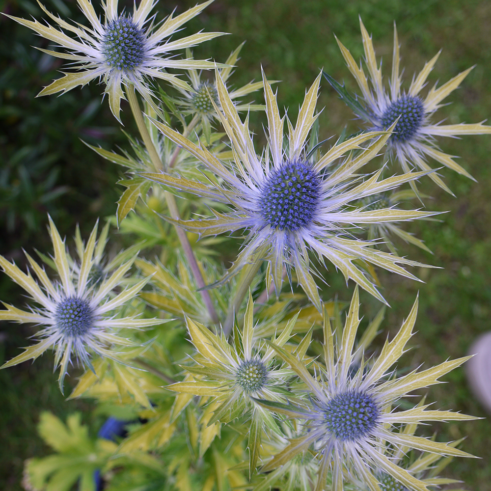 Eryngium Neptune's Gold (9cm)