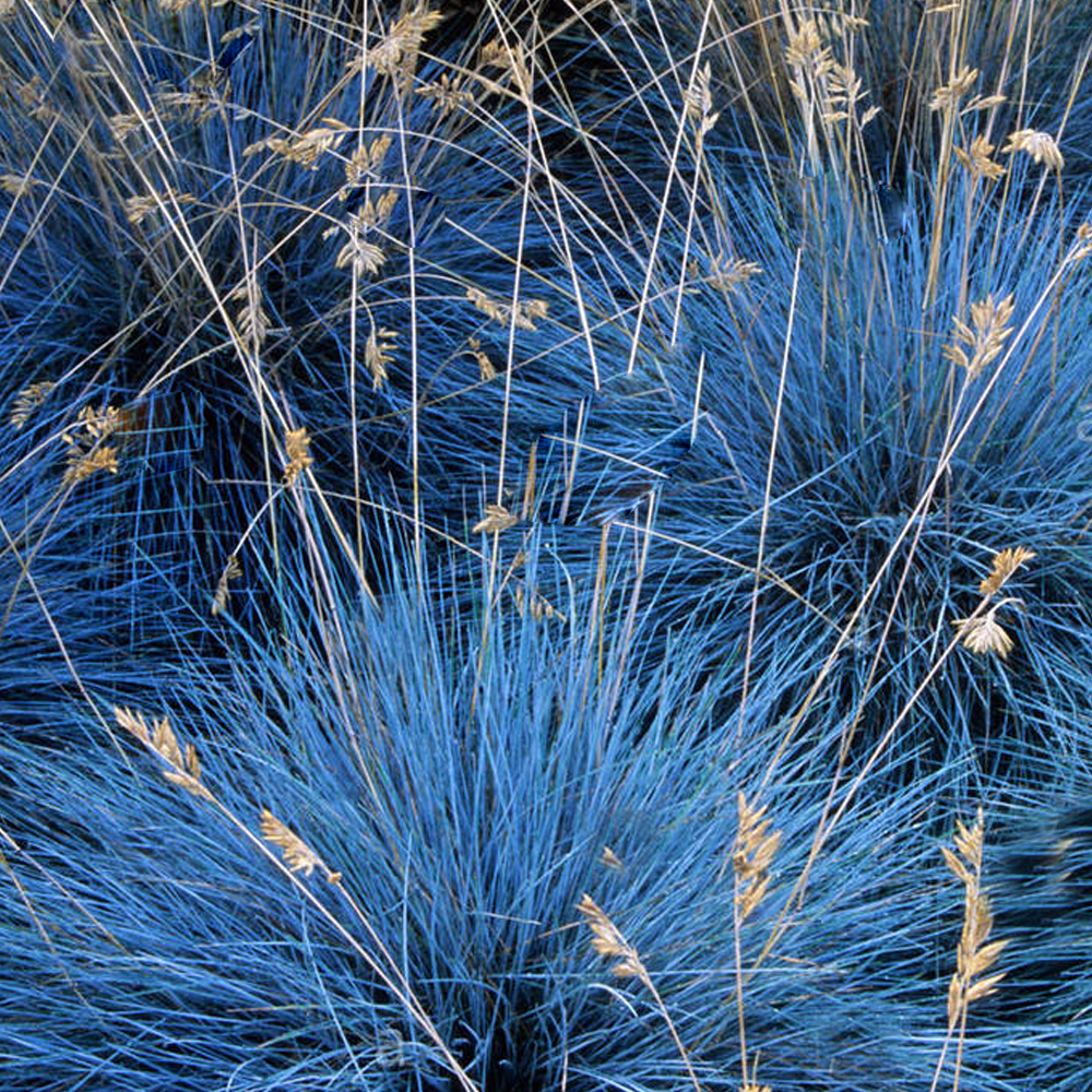 Festuca Elijah Blue (9cm, Pack of 3)