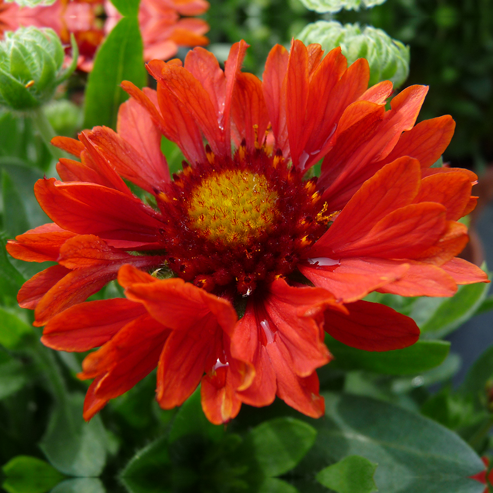 Gaillardia Celebration (9cm)