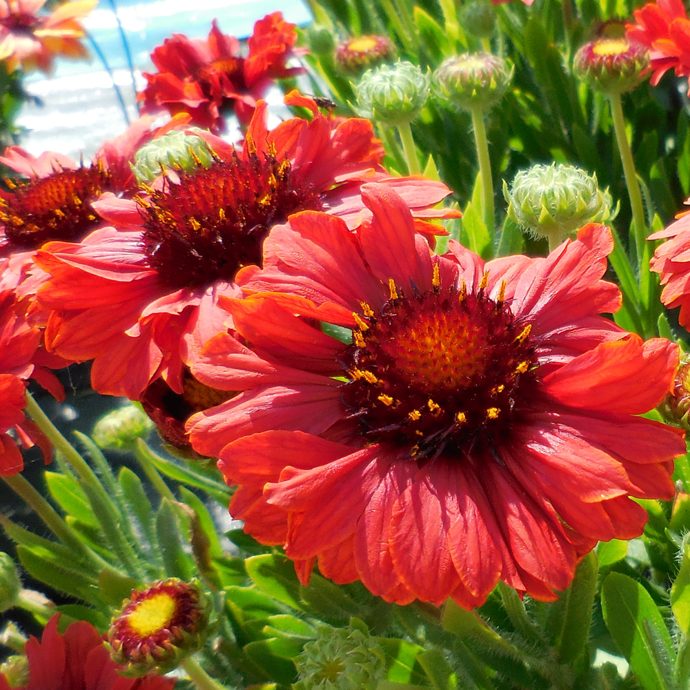 Gaillardia Celebration (9cm)