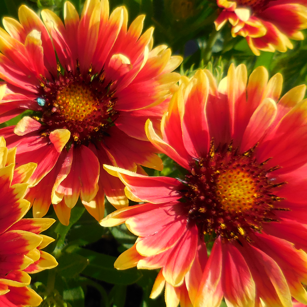 Gaillardia Sunset Cutie (9cm)