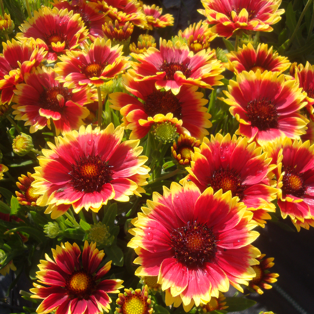 Gaillardia Sunset Cutie (9cm)