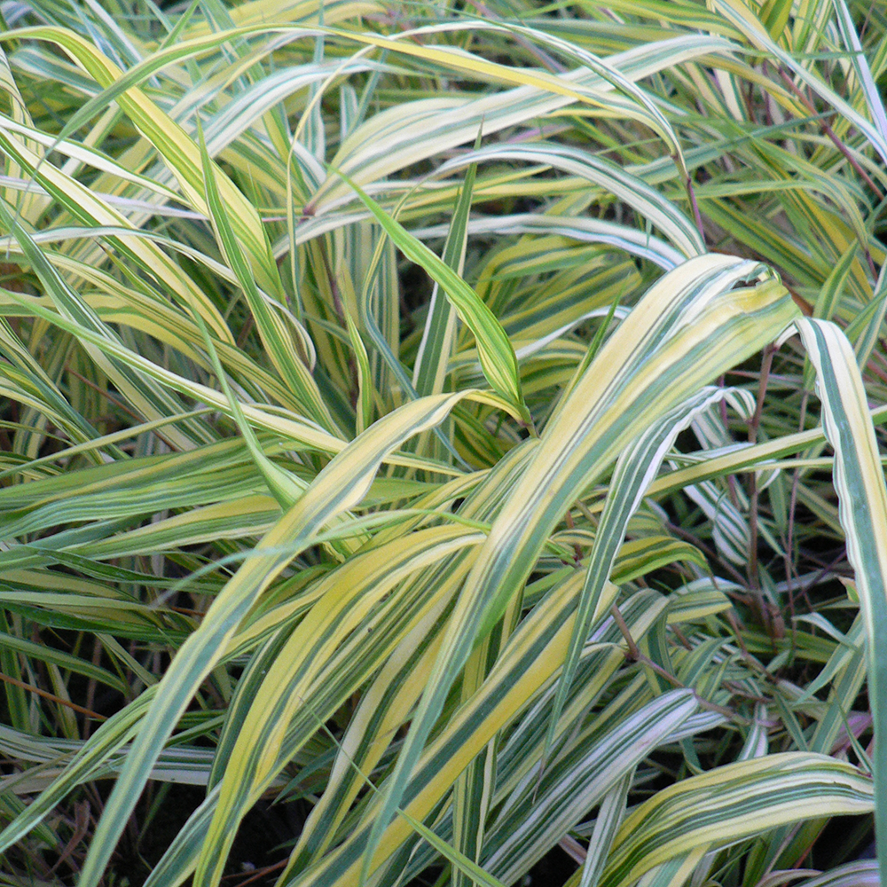 Hakonechloa Aureola (9cm)