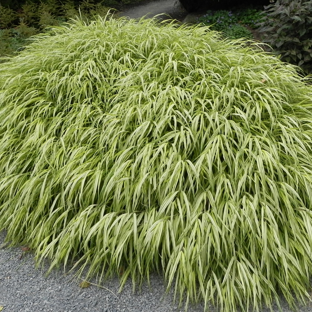 Hakonechloa Aureola (9cm)