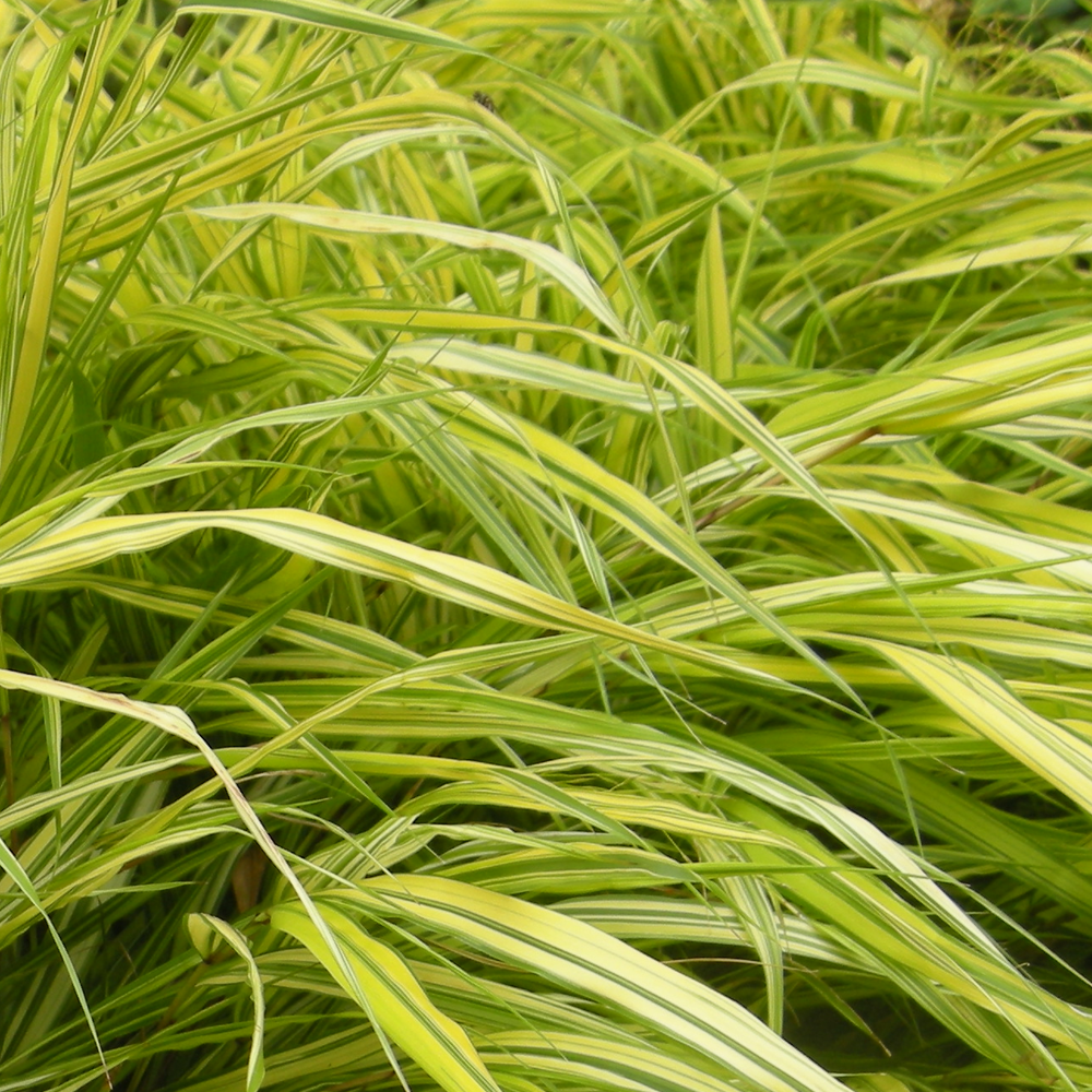 Hakonechloa Aureola (9cm)