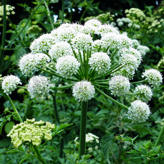 Herb - Angelica Common (8cm)