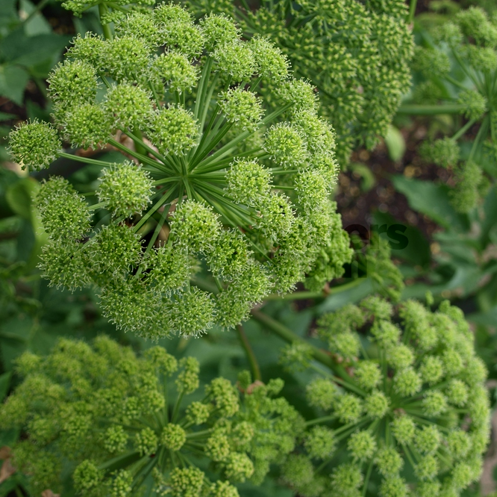 Herb - Angelica Common (8cm)
