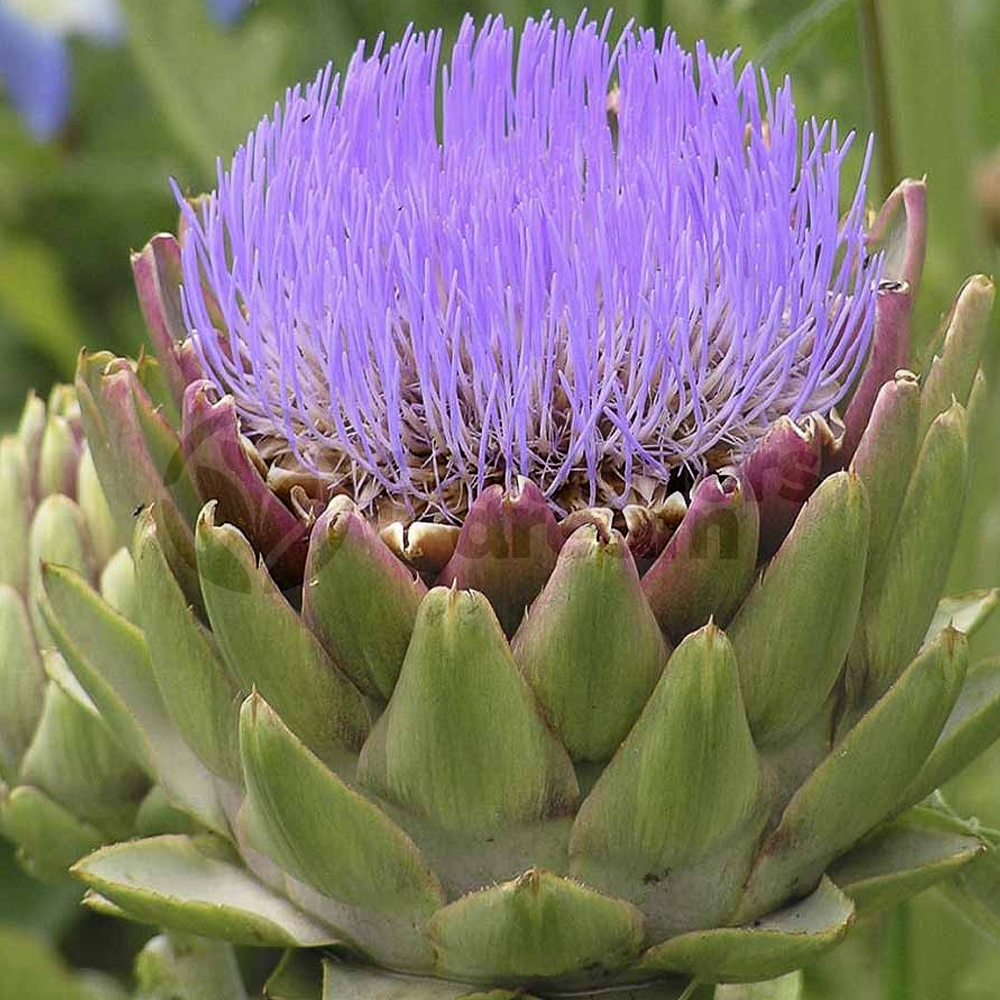 Herb - Globe Artichoke (8cm)