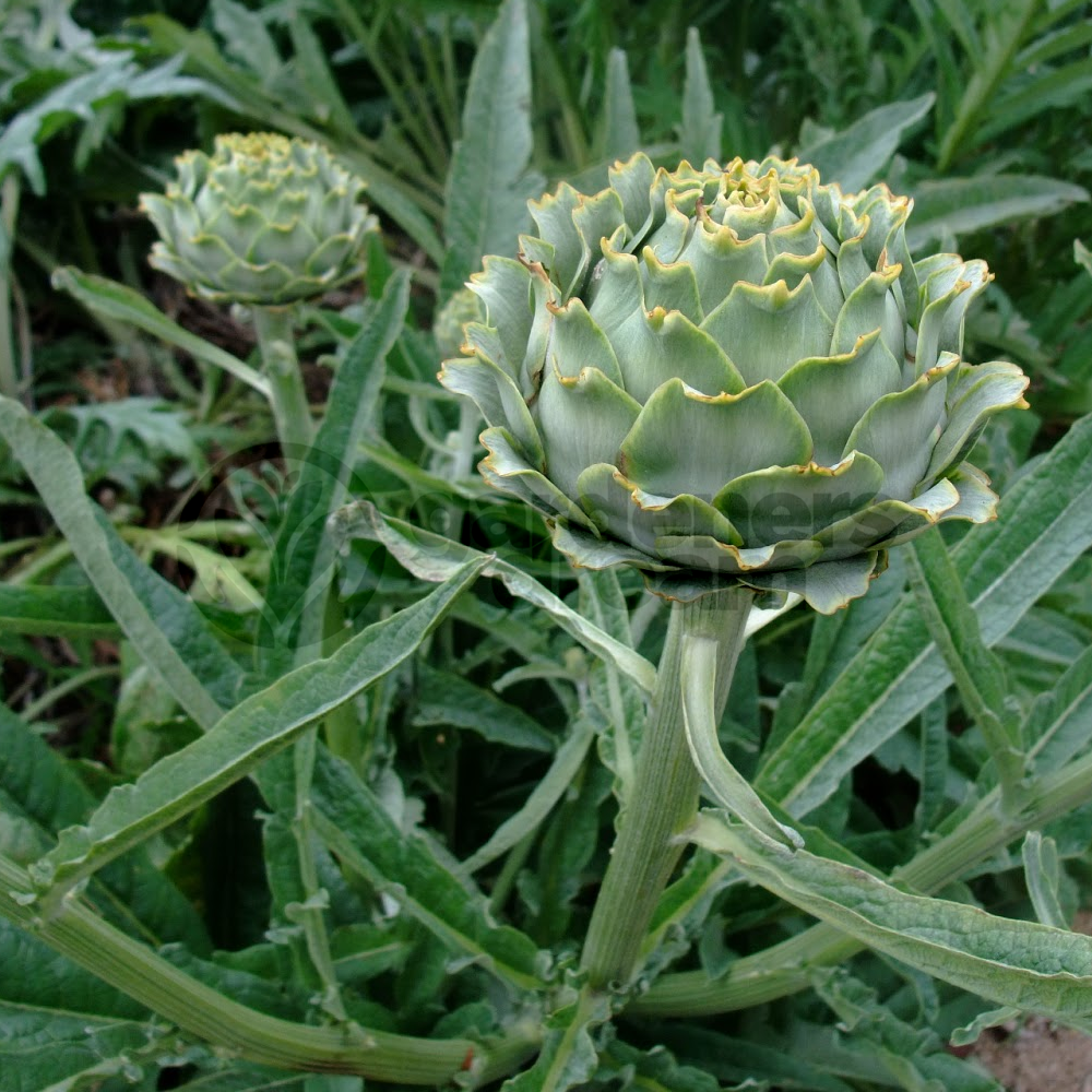 Herb - Globe Artichoke (8cm)