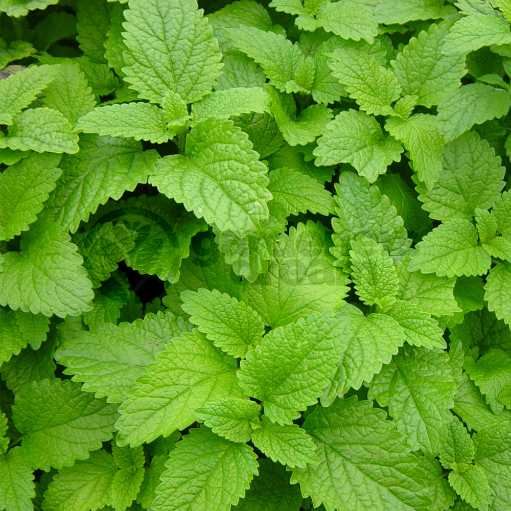 Herb - Lemon Balm (8cm)