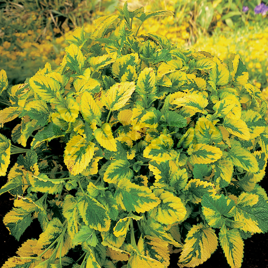 Herb - Lemon Balm Variegated (8cm)