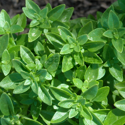 Herb - Basil Greek (8cm)