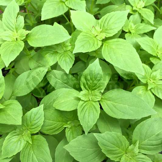Herb - Basil Lemon (8cm)