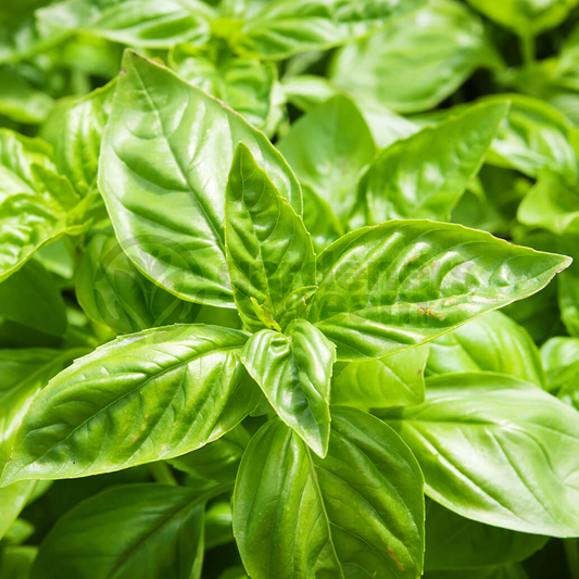 Herb - Basil Sweet (8cm)