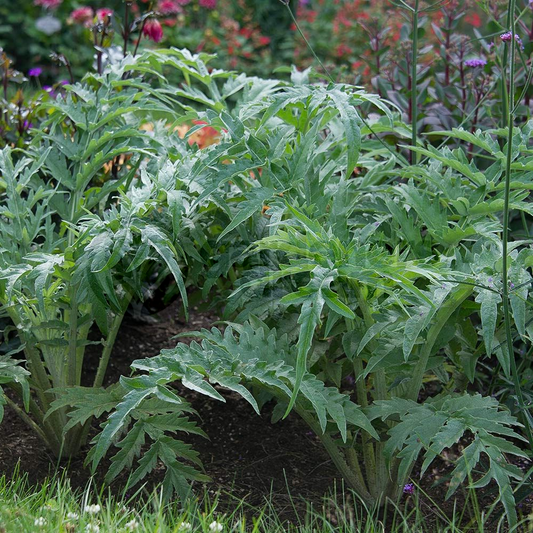 Herb - Cardoon Common (8cm)