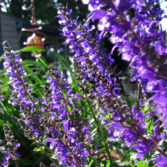 Herb - Nepeta Catmint Common (8cm)