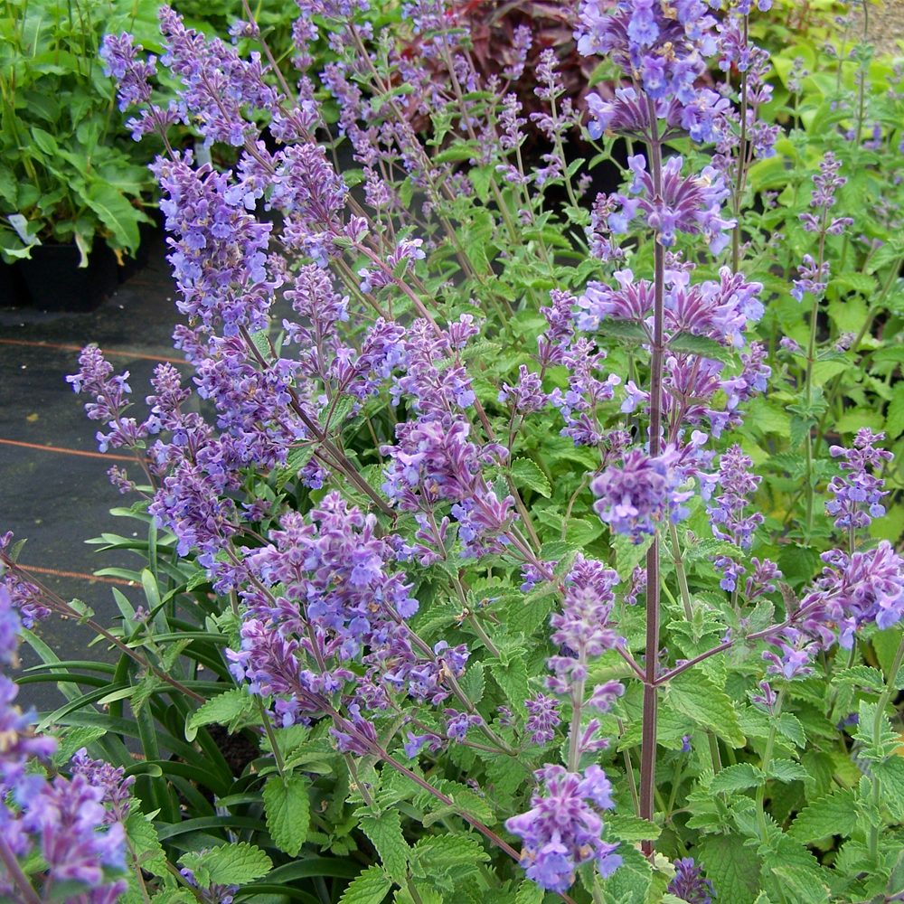 Herb - Nepeta Six Hills Giant (8cm)