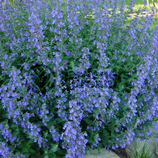 Herb - Nepeta Walkers Low (8cm)