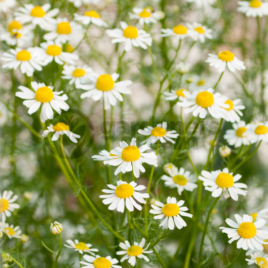 Herb - Chamomile Double Flowered (8cm)