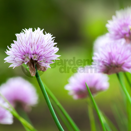 Herb - Chives (8cm)