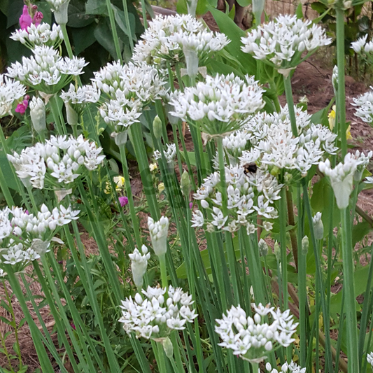 Herb - Chives Garlic (8cm)