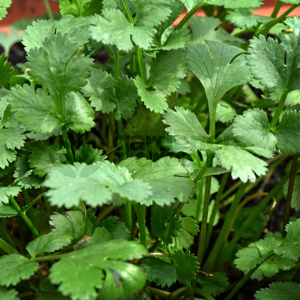 Herb - Coriander Common (8cm)