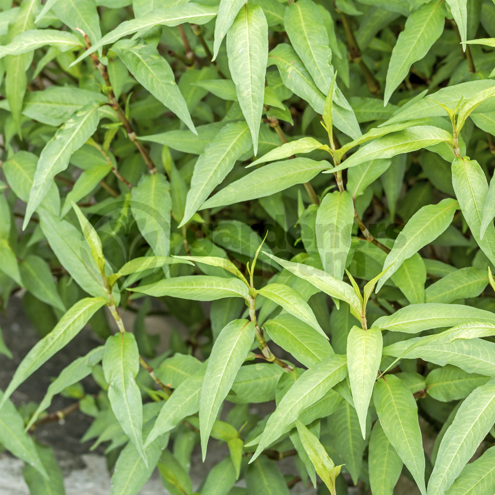 Herb - Coriander Vietnamese (8cm)