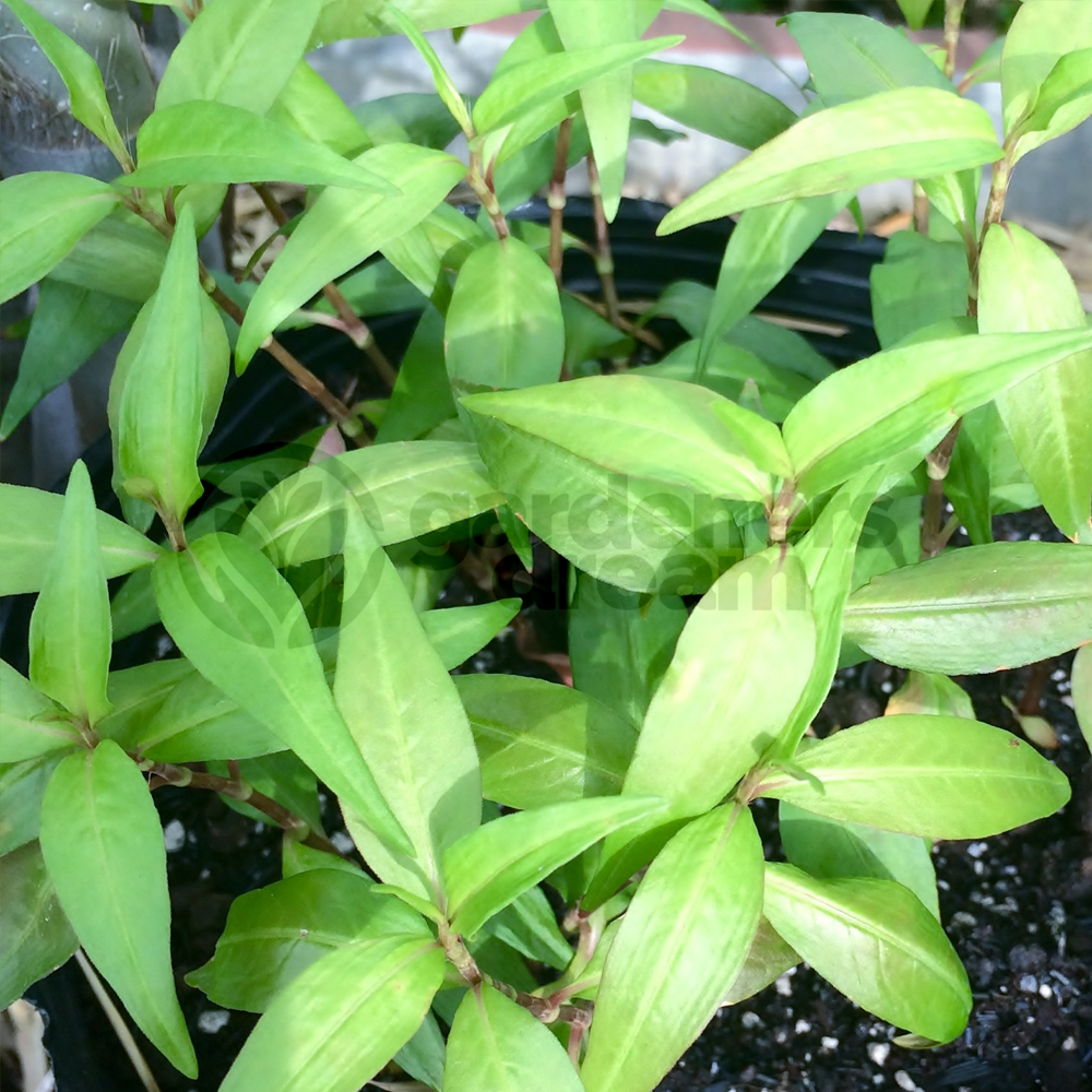 Herb - Coriander Vietnamese (8cm)